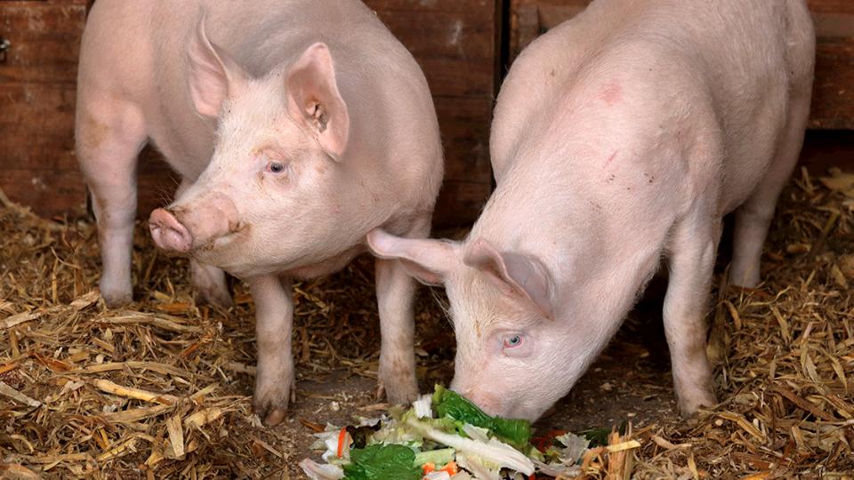 Watrous Food Store More Sustainable Saskatoon Coop